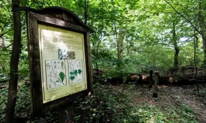 Rezerwat przyrody Lisia Góra – odkryj unikalne piękno i ochronę