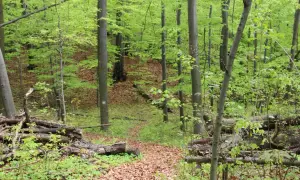 Rezerwat przyrody Góra Chełm – odkryj piękno natury w Polsce