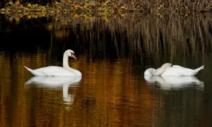 Rezerwat przyrody Jezioro Łuknajno – unikalna fauna i atrakcje dla odwiedzających