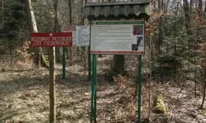 Rezerwat przyrody cisy w Polsce: Ochrona unikalnych gatunków