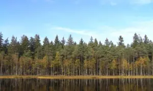Rezerwat przyrody Kurze Grzędy: unikalne miejsca i rzadkie gatunki