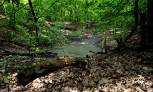 Rezerwat przyrody Meteoryt Morasko – tajemnice kraterów i unikalna fauna