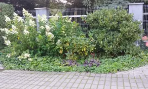 Co można posadzić na przydomowej oczyszczalni, aby uniknąć problemów?