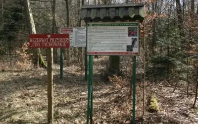 Rezerwat przyrody cisy w Polsce: Ochrona unikalnych gatunków