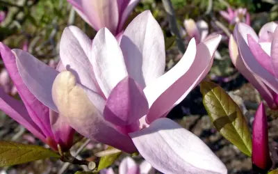 Magnolia ‘Betty’ – piękno, które przyciąga spojrzenia