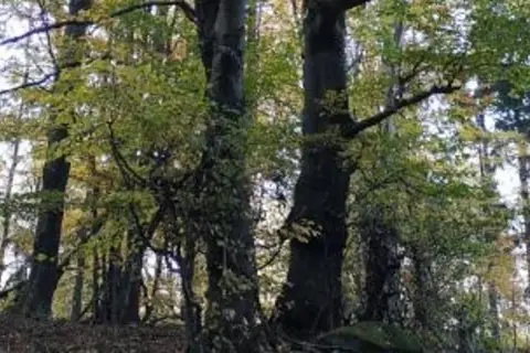 Jesienny las w rezerwacie przyrody Góra Ślęża. Drzewa o grubych pniach i rozłożystych koronach, liście w odcieniach zieleni i żółci.