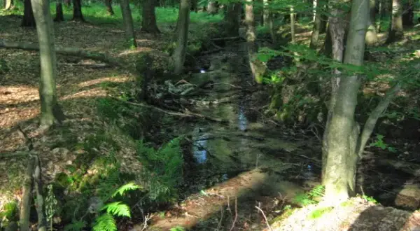Rezerwat przyrody Srebrne Źródła – miejsce pełne tajemnic i piękna