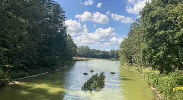 Rezerwat przyrody Las Łagiewnicki – tajemnice flory i fauny w Łodzi