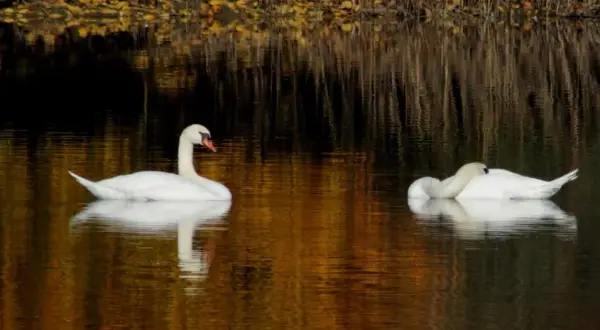 Rezerwat przyrody Jezioro Łuknajno – unikalna fauna i atrakcje dla odwiedzających
