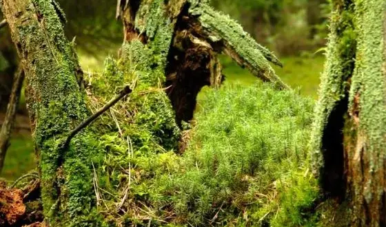 Rezerwat przyrody Borki - odkryj jego unikalne piękno i bioróżnorodność