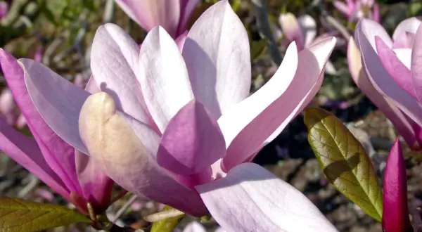 Magnolia ‘Betty’ – piękno, które przyciąga spojrzenia