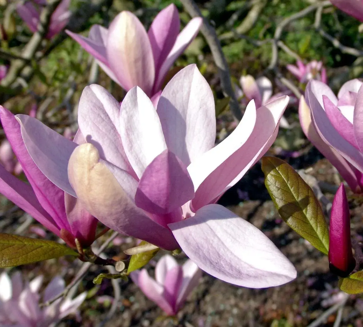 Magnolia ‘Betty’ – piękno, które przyciąga spojrzenia