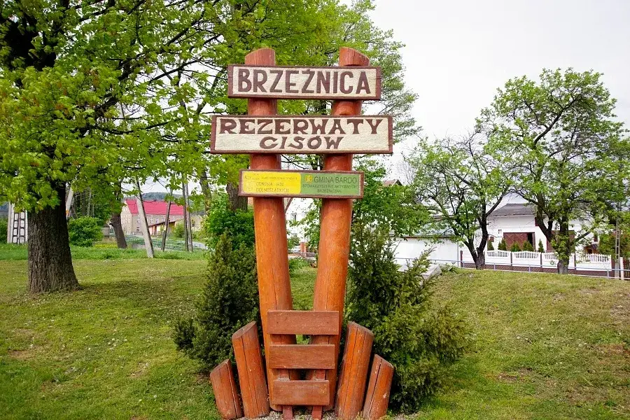 Zdjęcie Rezerwat przyrody cisy w Polsce: Ochrona unikalnych gatunk&oacute;w