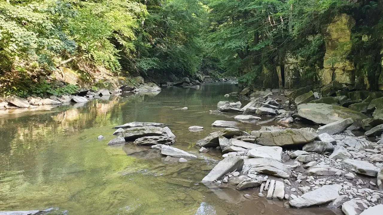 Spokojna rzeka w lesie, kamieniste brzegi i skalne ściany. Rezerwat przyrody Sine Wiry zachwyca dziką naturą.